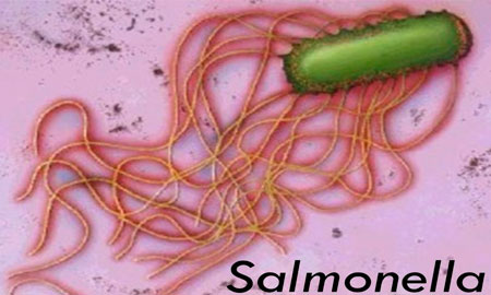 Бактерия Salmonella