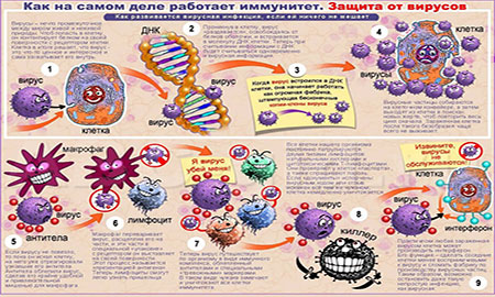 Как работает иммунитет