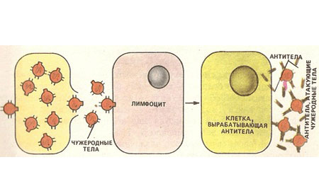 Антитела в организме ребенка