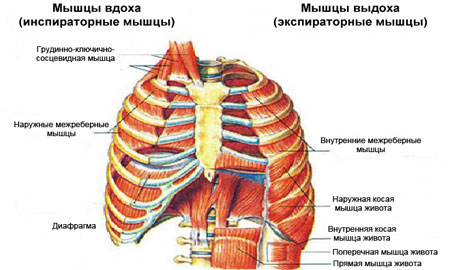 Дыхательные мышцы 