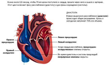 Функционирование сердца 