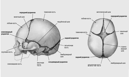 Кости черепа новорожденного 