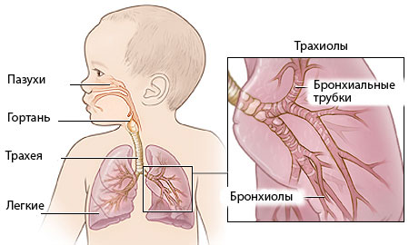 Болезни органов дыхания у детей рефераты thumbnail